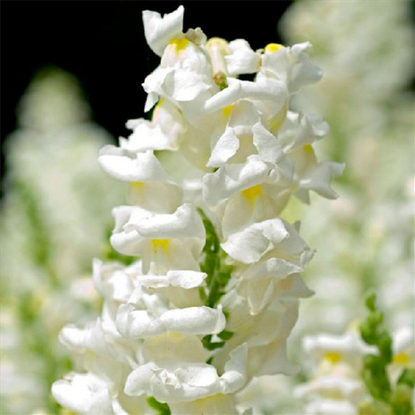 Левовий зів (35 фото) — опис, види, вирощування та догляд
