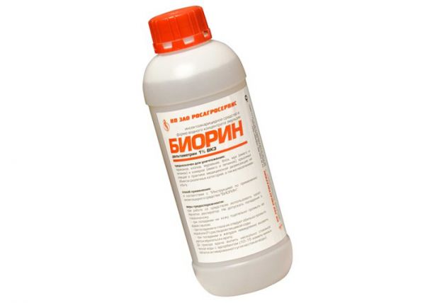 Найефективніший засіб від бліх