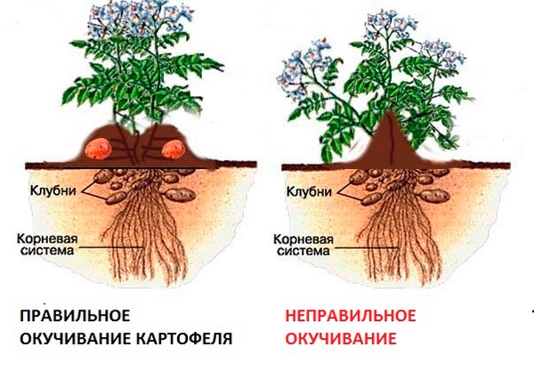 Навіщо підгортають рослини?