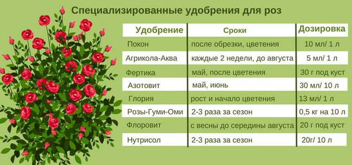 Чим підгодувати троянди навесні 2024 року