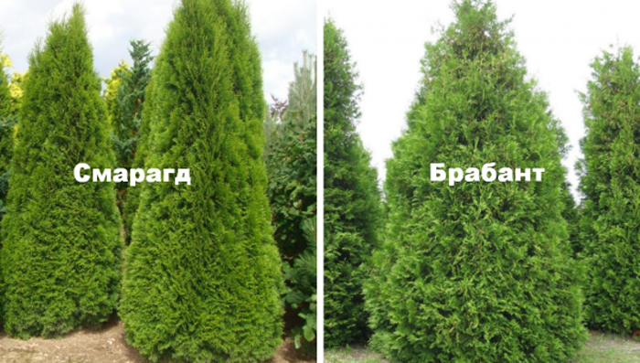 Туя західна &laquo;Брабант&raquo;: опис, посадка у відкритий ґрунт та вирощування