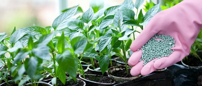 Чим підгодувати розсаду: терміни підживлення та склад добрив