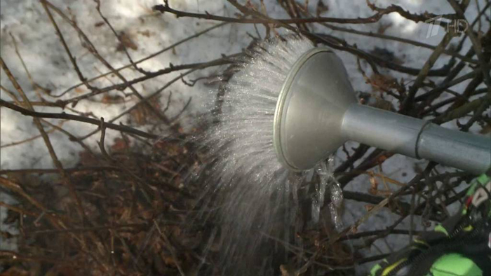 Антракноз: фото хвороби рослин, опис, схеми лікування