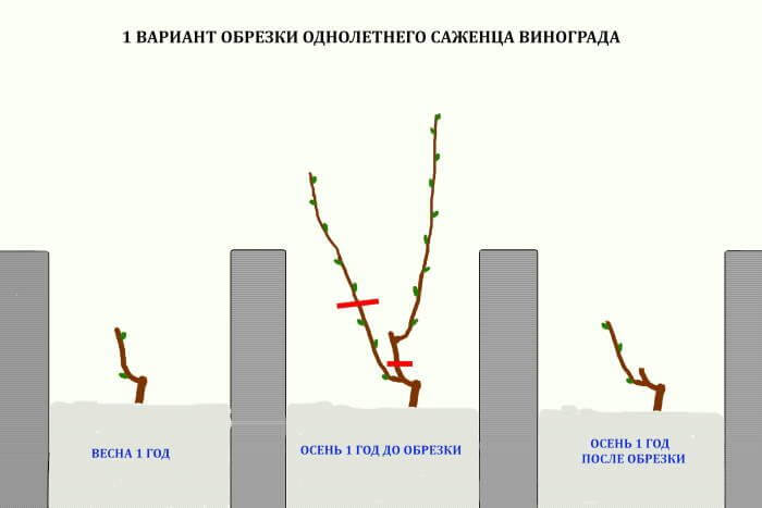 Обрізання винограду в 2024 році: інструкція для початківців – як правильно обрізати виноград