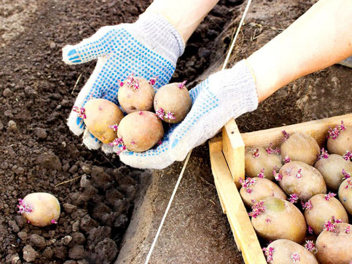Картопля Маніфест (40 фото) &ndash; опис сорту та головні характеристики