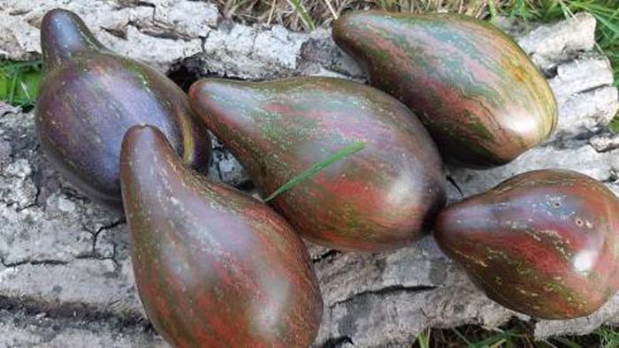 Томат &laquo;Заколотний зірковий винищувач&raquo; &ndash; фото, опис, характеристики, відгуки