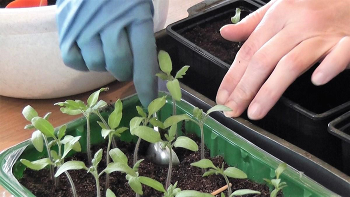 Пікірування томатів &ndash; коли і як правильно пікірувати розсаду помідорів