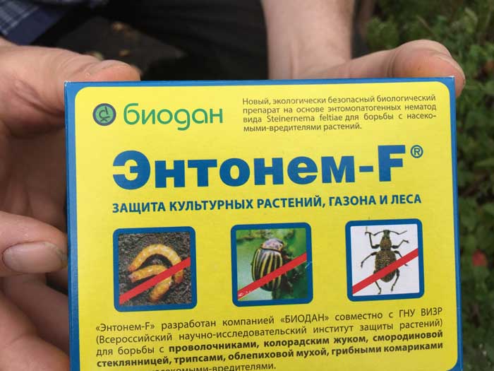 Трипси на рослинах: як виглядають, як їх позбутися