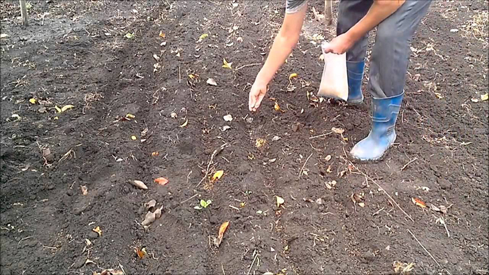 ТОП-13 сидератів для городу &mdash; коли якісь сіяти