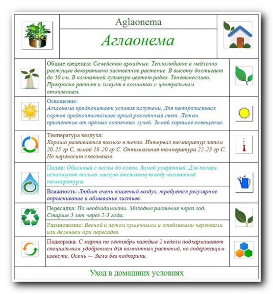Аглаонема в домашніх умовах &mdash; опис, догляд, фото квітки