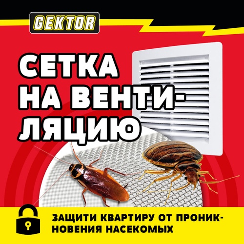 Як позбутися чорних тарганів у домашніх умовах