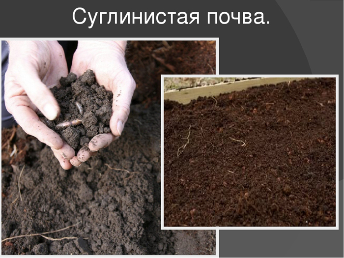 Лимонник китайський (35 фото): все про його вирощування, посадку та догляд