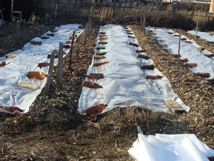 Як садити полуницю восени 2024 року
