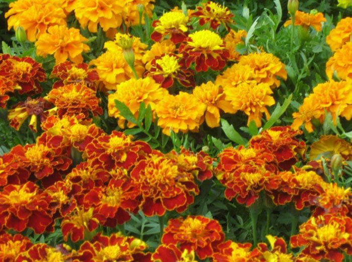 Чорнобривці (70 фото) — сорти, вирощування та догляд за найкориснішою квіткою