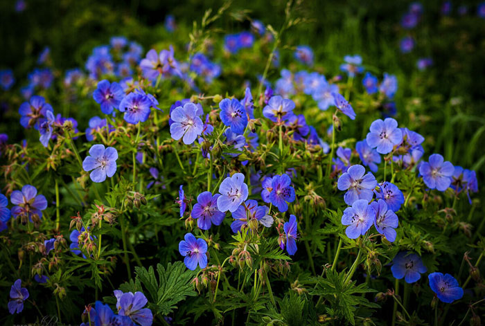 Польові та лугові квіти та трави (130 фото) &ndash; каталог з назвами