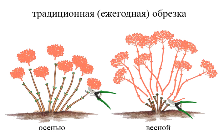 Гортензія волотиста Фрайз Мельба (50 фото) — опис, посадка та догляд