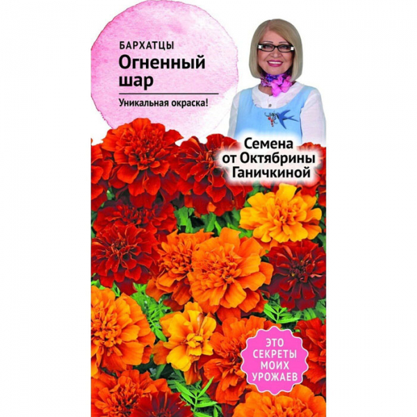 Чорнобривці (70 фото) — сорти, вирощування та догляд за найкориснішою квіткою