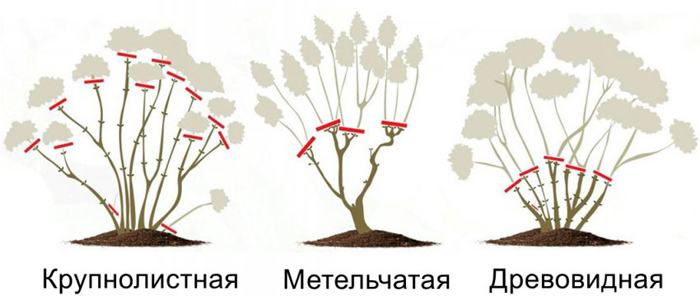 Гортензія (100 фото): опис, сорти, вирощування у відкритому ґрунті та домашніх умовах