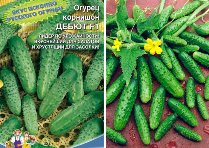 Помилкова борошниста роса (пероноспороз) огірків &ndash; заходи боротьби (25 засобів)