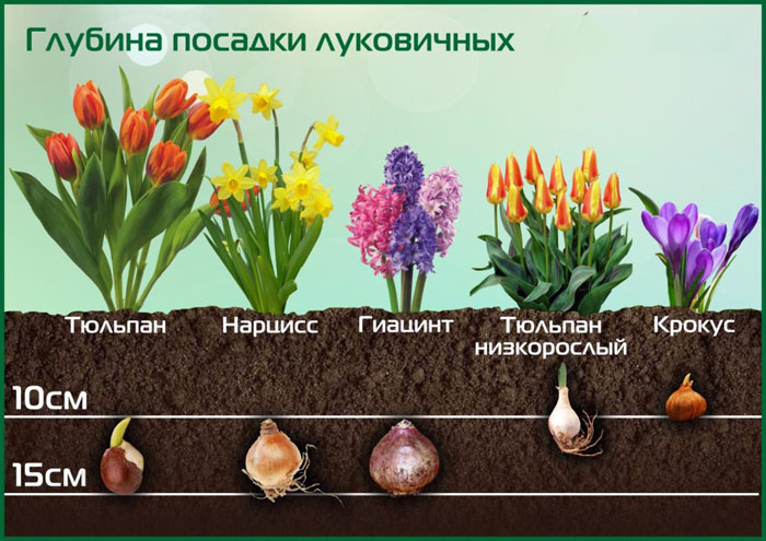 Квітка нарцис від &laquo;А&raquo; до &laquo;Я&raquo; &mdash; опис, сорти, посадка та догляд