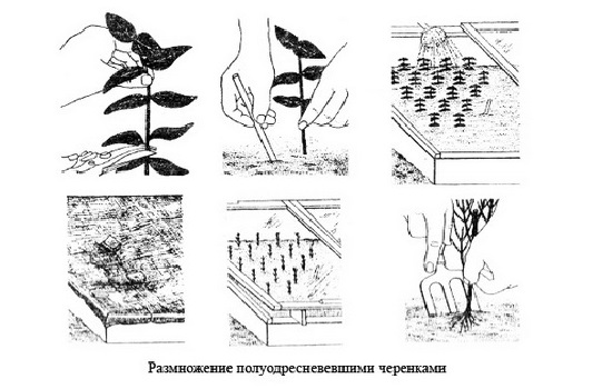Гліцинія — опис, вирощування та догляд. Поради для пишного цвітіння