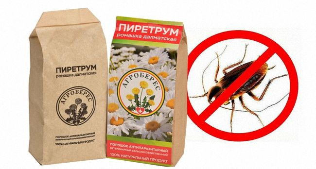 Як позбутися тарганів у домашніх умовах