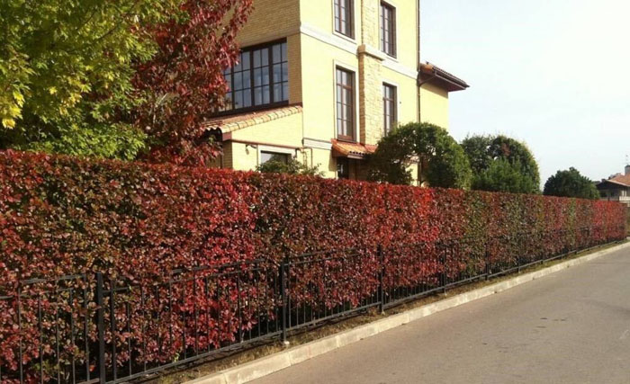 Чагарники для живоплоту (30 фото)