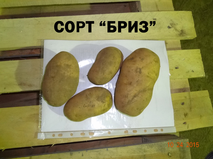 Картопля Бриз (35 фото) &ndash; опис сорту та відгуки