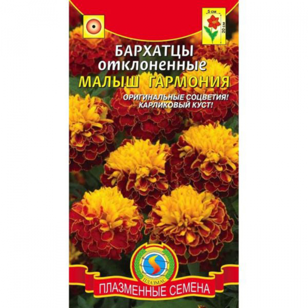 Чорнобривці (70 фото) — сорти, вирощування та догляд за найкориснішою квіткою