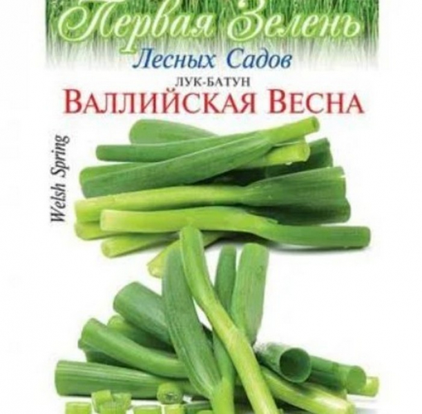Лук-батун: коли і як висаджувати для багатого врожаю