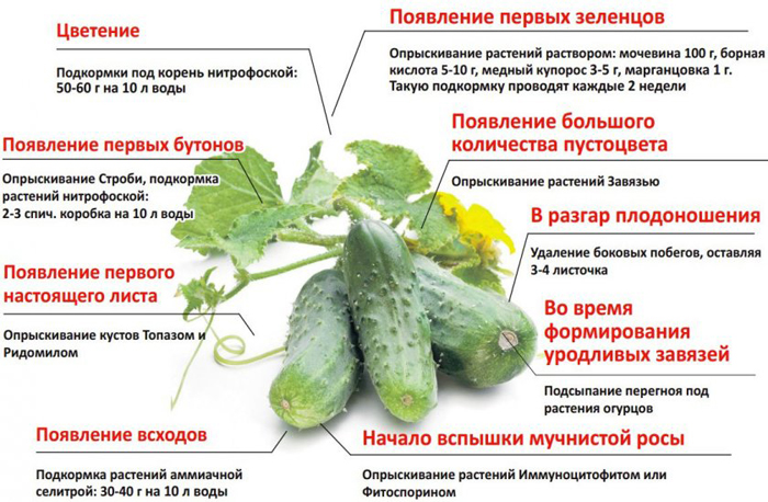 Підживлення огірків &ndash; чим і коли годувати огірки: схеми та дозування