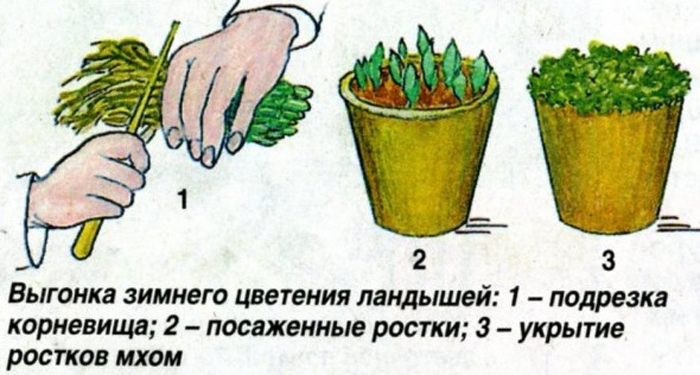 Конвалія травнева &mdash; весняна квітка з Червоної книги: опис, сорти та види, посадка та догляд
