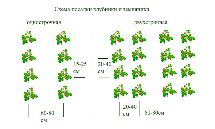 Як садити полуницю восени 2024 року