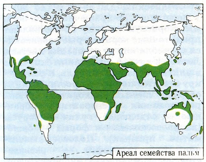 Де і як ростуть кокоси (40 фото), сорти, смак, вирощування та застосування