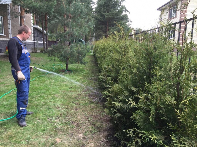 Туя західна &laquo;Брабант&raquo;: опис, посадка у відкритий ґрунт та вирощування