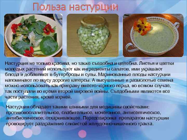 Настурція (85 фото): опис, види, способи розмноження, посадка та вирощування у відкритому ґрунті