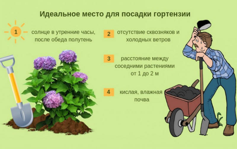 Гортензія волотиста Ванілла Фрайз (55 фото) — опис сорту, посадка та догляд