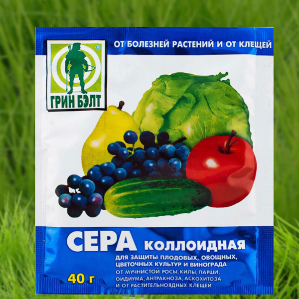 Борошниста роса на огірках: заходи боротьби у теплицях та на відкритому ґрунті