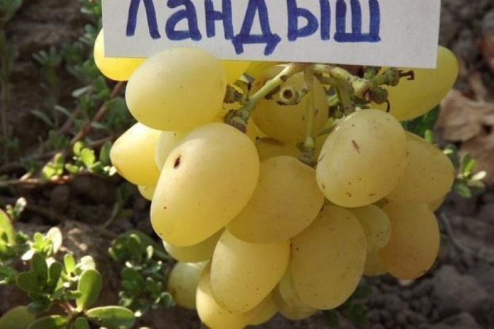 Сорти білого винограду &ndash; ТОП-36 сортів 2024 року