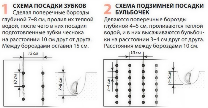 Коли і як саджати часник під зиму &ndash; 100% ефективні поради для багатого врожаю