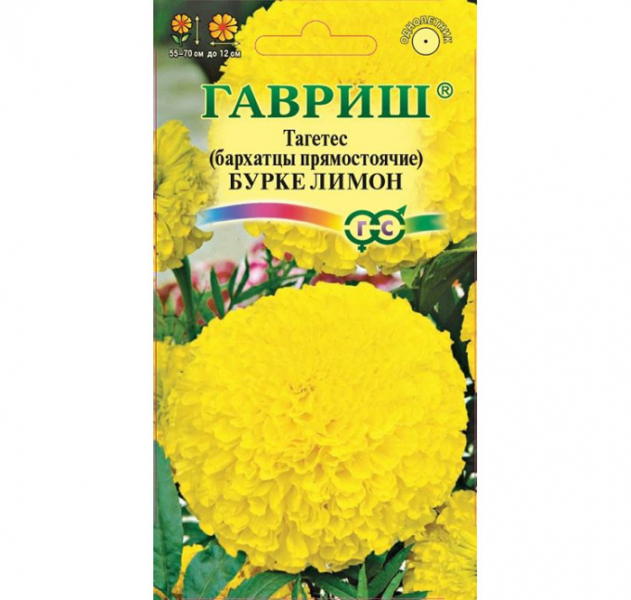 Чорнобривці (70 фото) — сорти, вирощування та догляд за найкориснішою квіткою