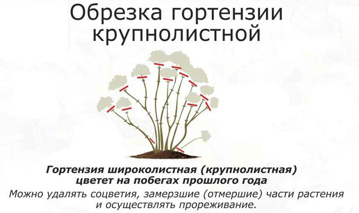 Обрізка гортензії — восени, навесні, схеми обрізки для волотистої, деревоподібної, крупнолистої гортензії