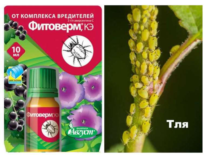 Попелиця: як виглядає і чим боротися? Рейтинг коштів 2024