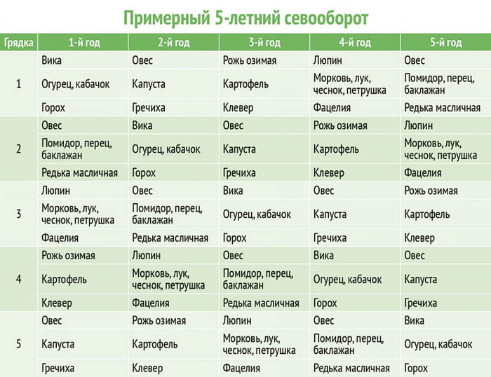Сидерат Люпин &ndash; користь, коли сіяти та перекопувати