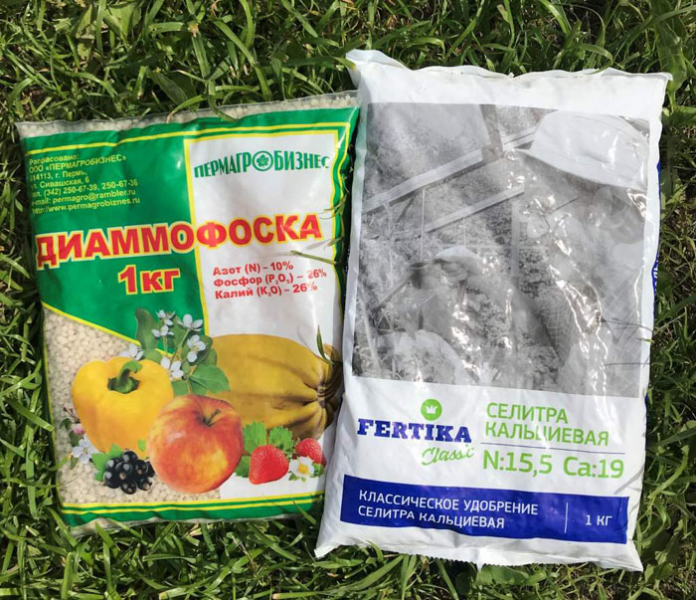 Квітка Рябчик (30 фото) &ndash; як садити і доглядати фритилярію