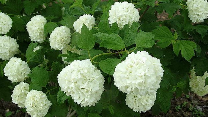Калина (47 фото): сорти, посадка та догляд