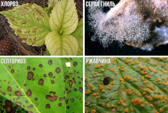 Гортензія (100 фото): опис, сорти, вирощування у відкритому ґрунті та домашніх умовах