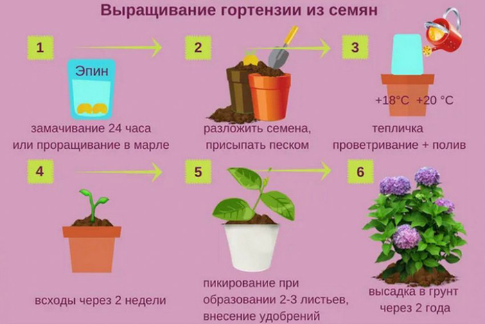Гортензія волотиста Ванілла Фрайз (55 фото) — опис сорту, посадка та догляд