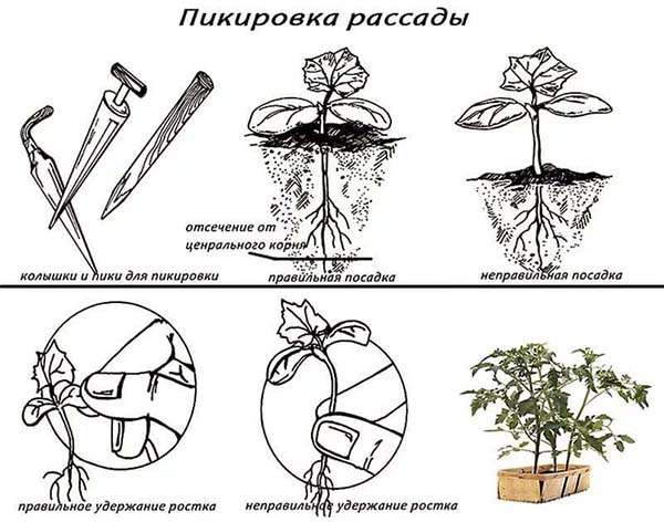 Томат &laquo;Огородник&raquo; - опис сорту, врожайність, відгуки