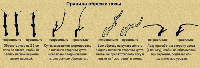 Обрізання винограду в 2024 році: інструкція для початківців – як правильно обрізати виноград